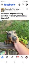 Found/Stray Unknown Dog last seen Posted on Fayetteville/Fort bragg NC Pets on Facebook, Fayetteville, NC 28305