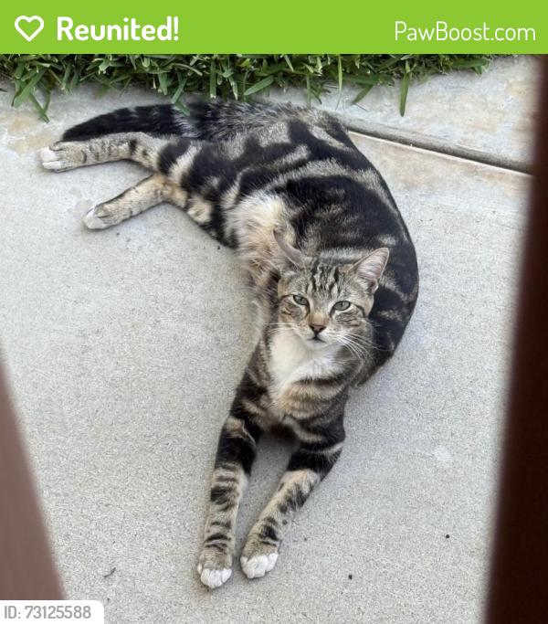 Reunited Unknown Cat last seen Between Greenfield & Pepper off of 2nd St, El Cajon, CA 92021