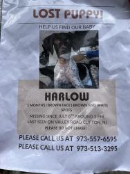 Lost Female Dog last seen Valley Road and Dumont Ave Clifton NJ, Clifton, NJ 07013