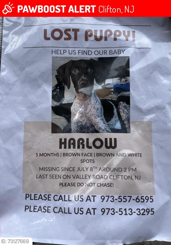 Lost Female Dog last seen Valley Road and Dumont Ave Clifton NJ, Clifton, NJ 07013