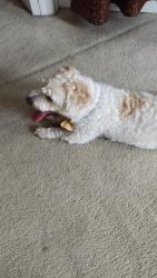 Found/Stray Male Dog last seen Near Marjoram Dr, Bear, DE 19701
