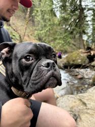 Lost Male Dog last seen Tillstrom and 190th, Damascus, OR 97089