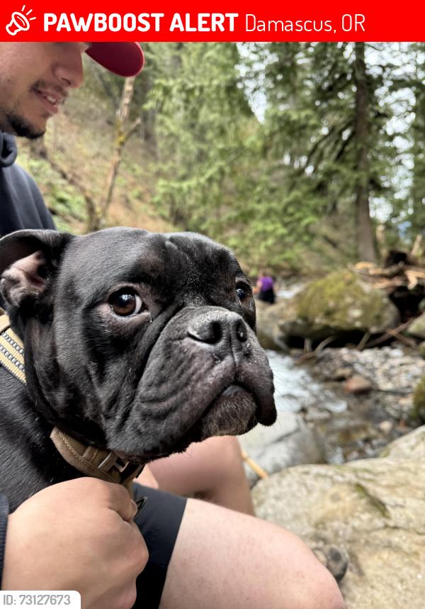 Lost Male Dog last seen Tillstrom and 190th, Damascus, OR 97089