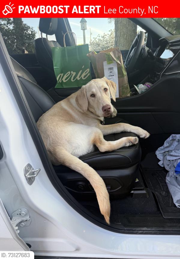 Lost Female Dog last seen Willett road, Lee County, NC 27332