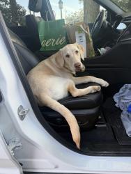Lost Female Dog last seen Willett road, Lee County, NC 27332