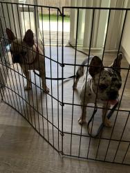 Reunited Unknown Dog last seen Los Alamo, Murrieta, CA 92562
