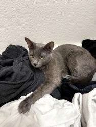 Reunited Female Cat last seen Whitewood and Los Alamos, Murrieta, CA 92563
