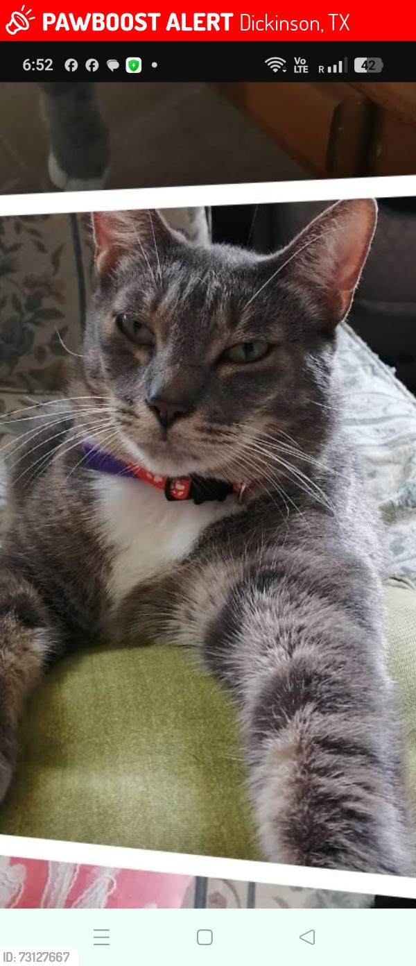 Lost Male Cat last seen Cameo Place Mobile homes Comunity, Dickinson, Texas, Dickinson, TX 77539