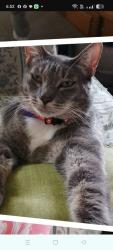 Lost Male Cat last seen Cameo Place Mobile homes Comunity, Dickinson, Texas, Dickinson, TX 77539