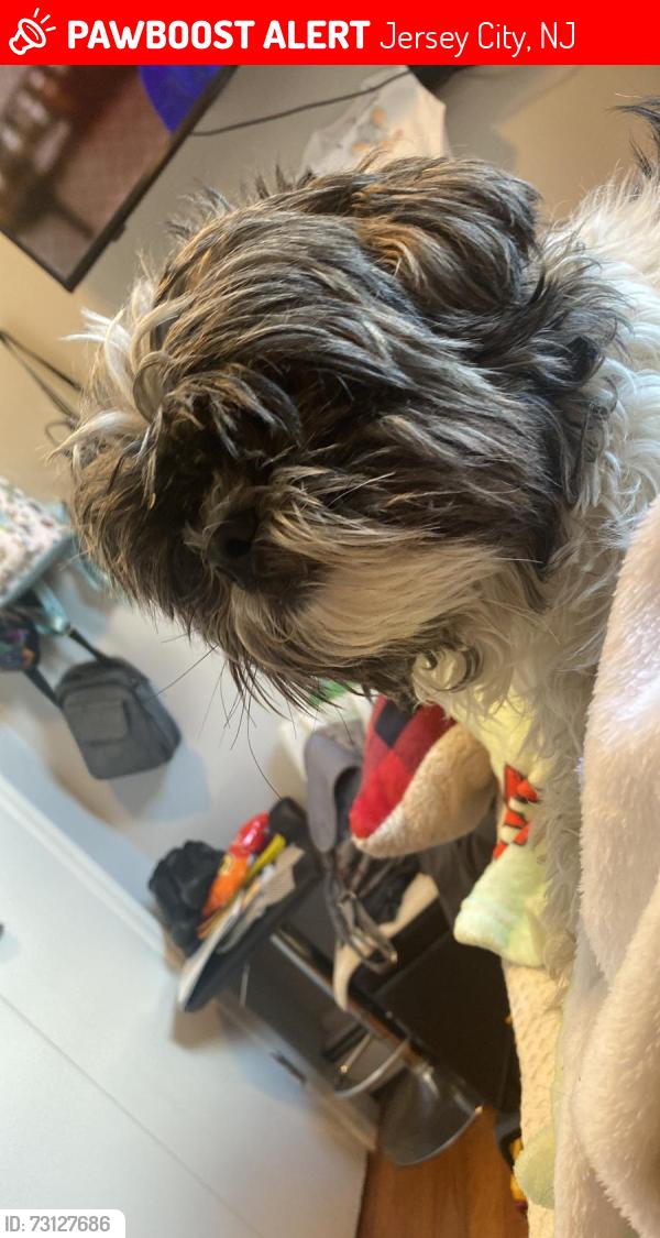 Lost Male Dog last seen Liberty ave and Lincoln st, Jersey City, NJ 07307