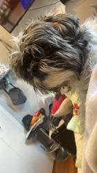 Lost Male Dog last seen Lincoln , Jersey City, NJ 07307