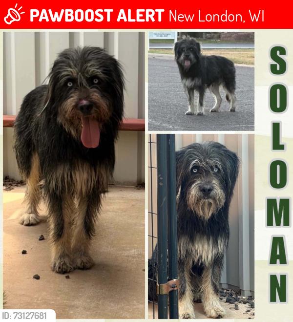 Lost Male Dog last seen Hoffman, New London, WI 54961