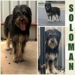Lost Male Dog last seen Hoffman, New London, WI 54961