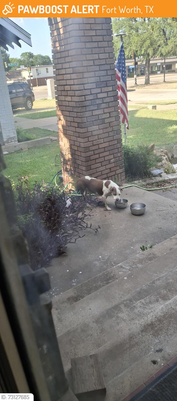 Found/Stray Female Dog last seen West Berry and College Ave, Fort Worth, TX 76110
