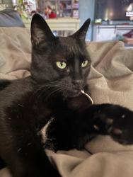 Reunited Male Cat last seen Day Break Parkway, South Jordan, UT 84009
