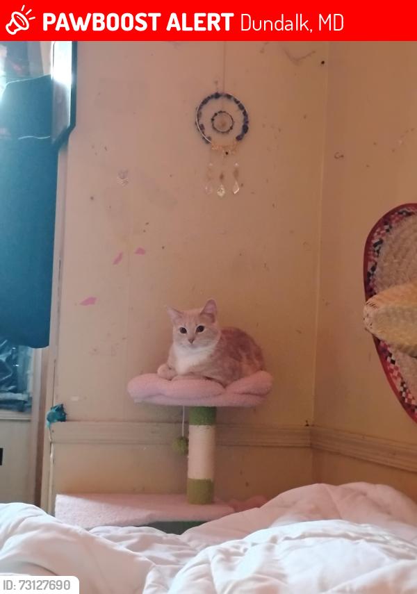 Lost Female Cat last seen Near Sollers point rd, Dundalk, MD 21222