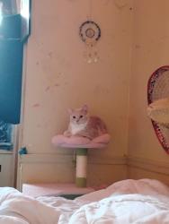 Lost Female Cat last seen Near Sollers point rd, Dundalk, MD 21222