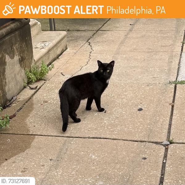 Found/Stray Unknown Cat last seen Near n Mascher st Philadelphia pa, Philadelphia, PA 19122