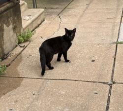 Found/Stray Unknown Cat last seen Near n Mascher st Philadelphia pa, Philadelphia, PA 19122