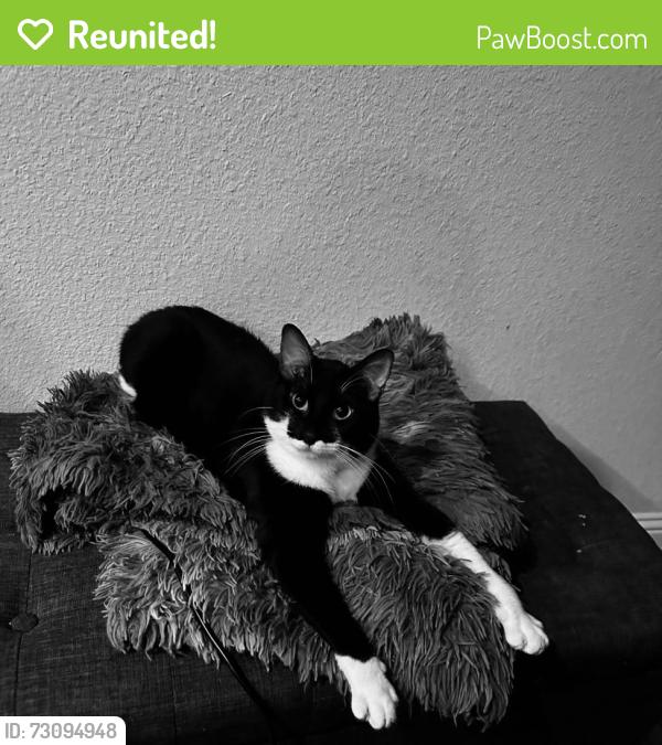 Reunited Male Cat last seen Near and Timberbrook parkway, Justin, TX 76247