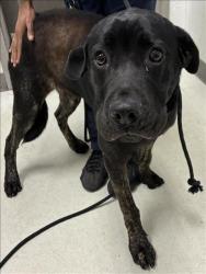 Shelter Stray Male Dog last seen , 11361 W Pico Blvd, Los Angeles, CA 90064, USA