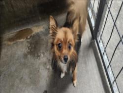 Shelter Stray Female Dog last seen , 11361 W Pico Blvd, Los Angeles, CA 90064, USA