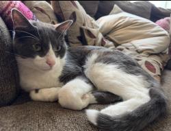 Lost Male Cat last seen Walker, el dorado, Little Elm, TX 75068