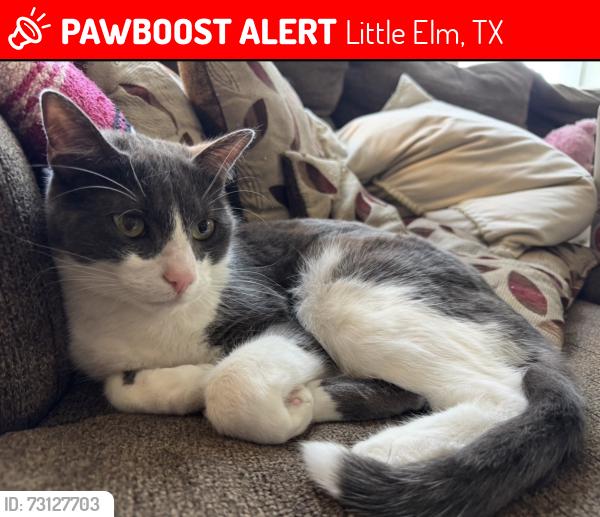 Lost Male Cat last seen Walker, el dorado, Little Elm, TX 75068