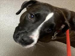 Shelter Stray Male Dog last seen Near BLOCK N NEW YORK CT, WICHITA KS 67214, 3303 N Hillside St, Wichita, KS 67219, USA