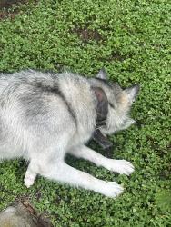 Found/Stray Unknown Dog last seen Near meaux drive, Houston, TX 77031