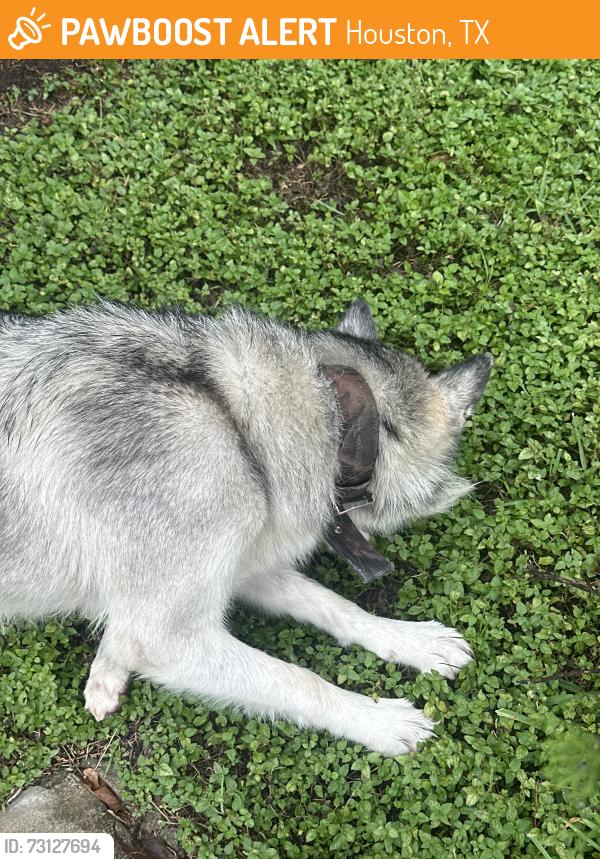Found/Stray Unknown Dog last seen Near meaux drive, Houston, TX 77031