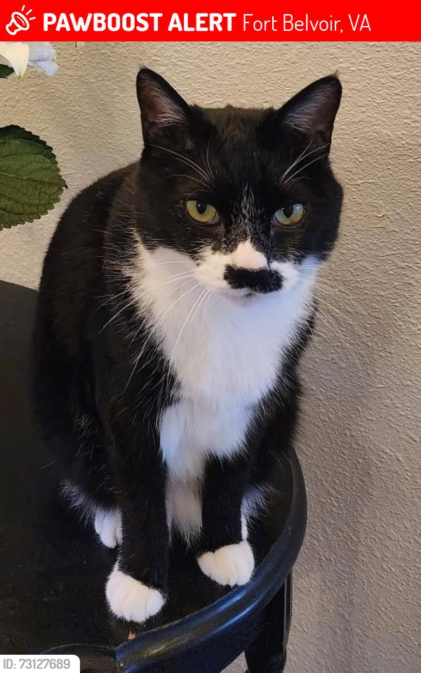 Lost Male Cat last seen Alley ran under cars, Fort Belvoir, VA 22060