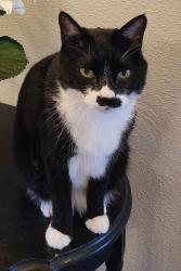 Lost Male Cat last seen Alley ran under cars, Fort Belvoir, VA 22060