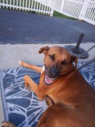 Lost Male Dog last seen Washington, Greengarden , W. 32nd, W. 26th, Erie, PA 16508