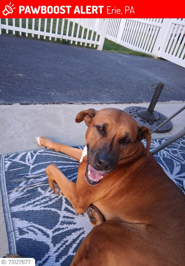 Lost Male Dog last seen Washington, Greengarden , W. 32nd, W. 26th, Erie, PA 16508