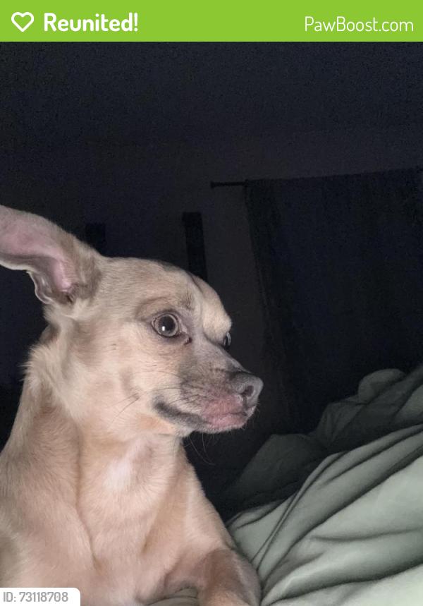 Reunited Male Dog last seen hse on sulphur springs, Murfreesboro, TN 37129
