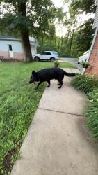 Reunited Male Dog last seen Swamp Pike, Montgomery County, PA 19464