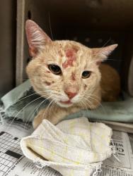 Shelter Stray Male Cat last seen Near BLOCK LAKE MATHEWS DR, PERRIS CA 92570, 6851 Van Buren Boulevard, Jurupa Valley, CA 92509, USA