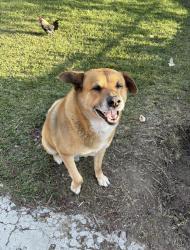 Reunited Male Dog last seen Near Aspen Ave, Fontana, CA 92336, USA, Fontana, CA 92336