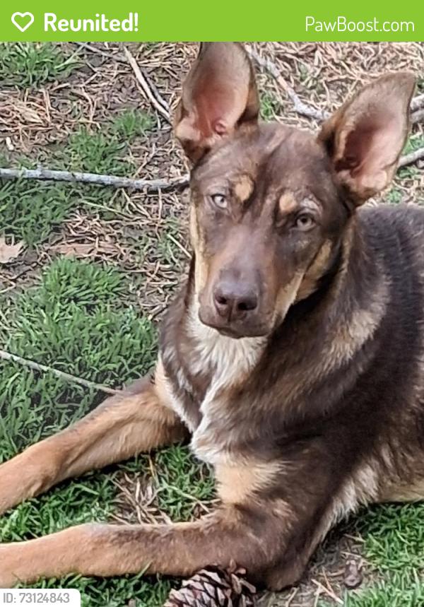 Reunited Female Dog last seen Pumpkintown Hwy., Pickens, Pickens, SC 29671