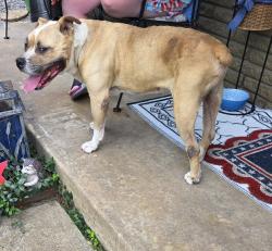 Reunited Male Dog last seen 101st and Elm Broken Arrow, Broken Arrow, OK 74011