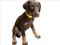 Shelter Stray Female Dog last seen , 3201 Lacy St, Los Angeles, CA 90031, USA