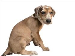 Shelter Stray Female Dog last seen , 3201 Lacy St, Los Angeles, CA 90031, USA