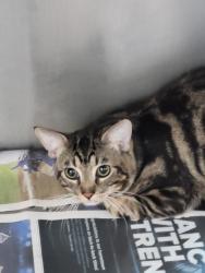 Shelter Stray Male Cat last seen , 3201 Lacy St, Los Angeles, CA 90031, USA