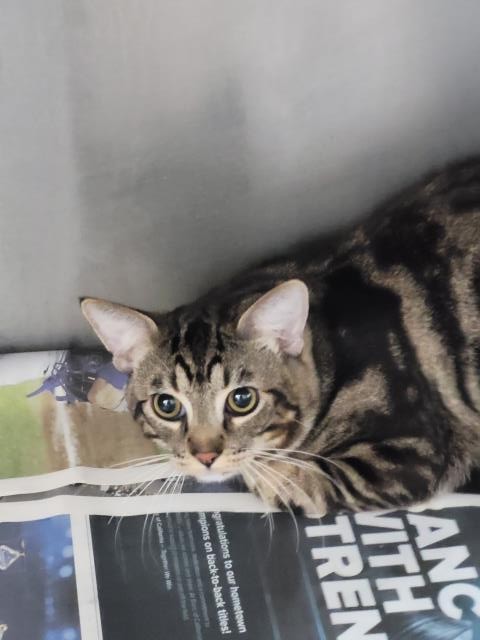 Shelter Stray Male Cat last seen , 3201 Lacy St, Los Angeles, CA 90031, USA