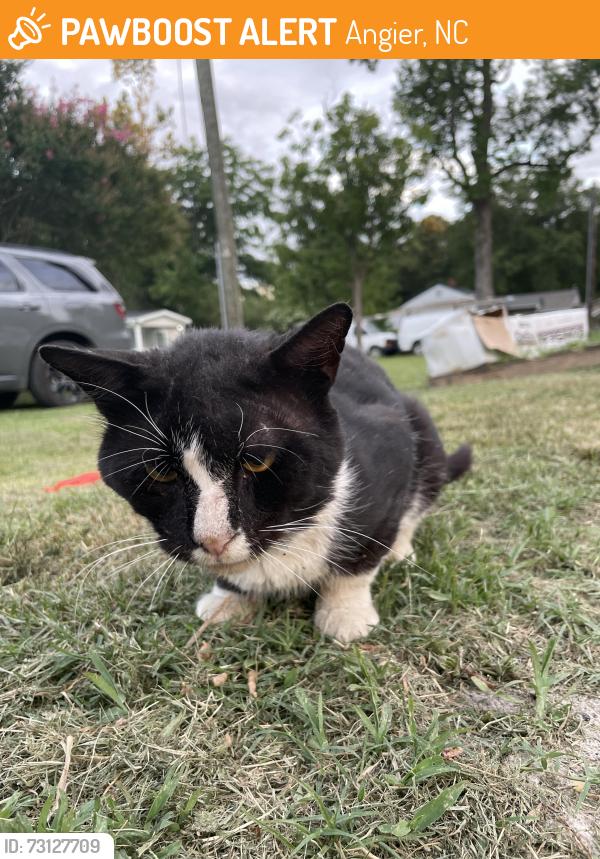 Found/Stray Male Cat last seen S Johnson St, Angier, NC 27501