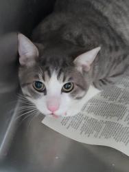 Shelter Stray Male Cat last seen , 3201 Lacy St, Los Angeles, CA 90031, USA