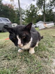 Found/Stray Male Cat last seen S Johnson St, Angier, NC 27501