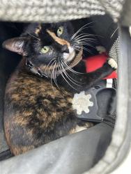 Shelter Stray Female Cat last seen HOWE AVE & LA RIVIERA DR, 2127 Front St, Sacramento, CA 95818, USA