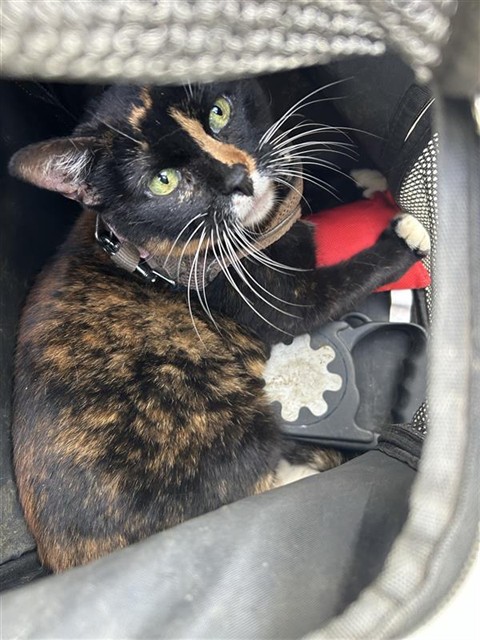Shelter Stray Female Cat last seen HOWE AVE & LA RIVIERA DR, 2127 Front St, Sacramento, CA 95818, USA